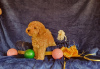 Additional photos: Mini and toy poodles