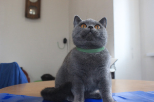 Photo №4. I will sell british shorthair in the city of Gomel. from nursery - price - 500$