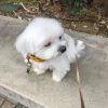 Photo №2 to announcement № 107588 for the sale of maltese dog - buy in Spain private announcement