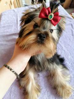 Photo №2 to announcement № 6282 for the sale of yorkshire terrier - buy in Ukraine private announcement, from nursery, breeder