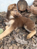 Photo №1. german shepherd - for sale in the city of Ruma | 317$ | Announcement № 91136