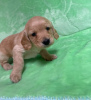 Photo №2 to announcement № 30184 for the sale of english cocker spaniel - buy in Germany private announcement