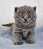 Photo №2 to announcement № 122122 for the sale of british shorthair - buy in United States private announcement