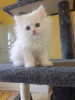Photo №1. persian cat - for sale in the city of Москва | negotiated | Announcement № 10020