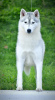 Photo №1. siberian husky - for sale in the city of Minsk | 1183$ | Announcement № 15213
