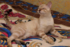 Additional photos: Best Bengal kittens!