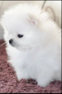 Photo №2 to announcement № 6218 for the sale of pomeranian - buy in Ukraine private announcement