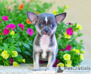 Photo №2 to announcement № 7434 for the sale of chihuahua - buy in Russian Federation from nursery, breeder