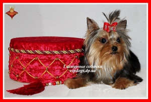 Photo №4. I will sell yorkshire terrier in the city of Kiev. from nursery - price - 2737$