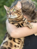 Additional photos: Gorgeous Bengal cat - GrandInterChampion of the breed