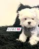 Photo №1. maltese dog, maltipu - for sale in the city of Atlanta | 400$ | Announcement № 102538