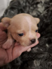 Photo №4. I will sell chihuahua in the city of Zrenjanin. breeder - price - negotiated