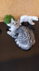 Photo №2 to announcement № 9000 for the sale of british shorthair - buy in Russian Federation breeder