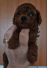 Photo №2 to announcement № 125542 for the sale of poodle (toy) - buy in Ukraine private announcement, from nursery, breeder