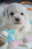 Photo №4. I will sell bichon frise in the city of Loznica. breeder - price - negotiated