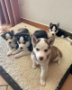 Photo №1. siberian husky - for sale in the city of Copenhague | 423$ | Announcement № 83363