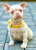 Photo №1. french bulldog - for sale in the city of Сивац | negotiated | Announcement № 120955