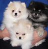 Photo №2 to announcement № 101205 for the sale of pomeranian - buy in Germany private announcement, breeder