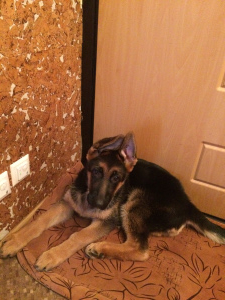 Photo №2 to announcement № 4382 for the sale of german shepherd - buy in Russian Federation breeder