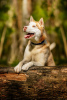 Photo №3. Handsome husky Hart is in good hands. Russian Federation