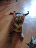 Photo №1. bengal cat - for sale in the city of St. Petersburg | 65$ | Announcement № 55156