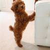 Photo №1. poodle (toy) - for sale in the city of Marseilles | negotiated | Announcement № 58276