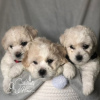 Photo №1. bichon frise - for sale in the city of Subotica | negotiated | Announcement № 57772