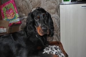 Photo №1. gordon setter - for sale in the city of St. Petersburg | 452$ | Announcement № 5756