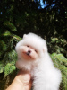 Photo №4. I will sell pomeranian in the city of New York. private announcement, from nursery, breeder - price - 1500$