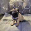 Photo №2 to announcement № 42514 for the sale of puggle - buy in Germany 