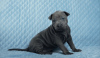 Photo №4. I will sell thai ridgeback in the city of Kaliningrad. private announcement, from nursery, breeder - price - 1057$