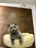 Photo №2 to announcement № 65906 for the sale of british shorthair - buy in Poland breeder