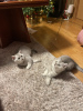 Photo №2 to announcement № 84602 for the sale of british shorthair - buy in Germany breeder