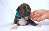 Photo №2 to announcement № 64310 for the sale of american staffordshire terrier - buy in Ukraine from nursery, breeder