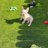 Photo №4. I will sell french bulldog in the city of Berlin.  - price - negotiated