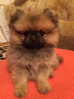 Photo №2 to announcement № 711 for the sale of pomeranian - buy in Belarus private announcement