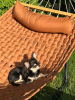 Photo №1. chihuahua - for sale in the city of Munich | 269$ | Announcement № 104807