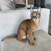 Photo №4. I will sell caracal in the city of Augusta. private announcement, from nursery, from the shelter - price - negotiated