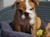 Photo №4. I will sell english bulldog in the city of Volgograd. breeder - price - 1066$