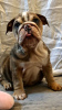 Photo №4. I will sell english bulldog in the city of Bonn. private announcement, breeder - price - 423$