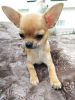 Photo №1. chihuahua - for sale in the city of Sochi | negotiated | Announcement № 8835