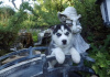 Photo №3. Blue Eyes Siberian Husky Puppies. United States