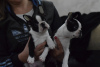 Additional photos: Boston terrier