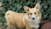 Photo №1. welsh corgi - for sale in the city of Subotica | 740$ | Announcement № 36977