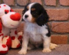 Photo №1. cavalier king charles spaniel - for sale in the city of Degerfors | negotiated | Announcement № 55331