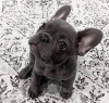 Photo №1. french bulldog - for sale in the city of Geneva | negotiated | Announcement № 94730