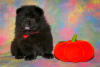 Photo №2 to announcement № 8037 for the sale of chow chow - buy in Russian Federation breeder
