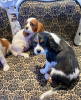 Photo №2 to announcement № 116202 for the sale of cavalier king charles spaniel - buy in Germany 