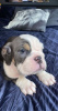 Photo №2 to announcement № 95069 for the sale of english bulldog - buy in Germany private announcement