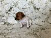 Photo №3. Puppies Jack Russell Terrier. Estonia